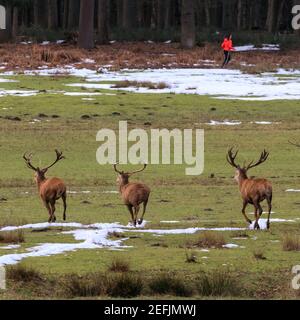 Dülmen, NRW, Allemagne. 17 février 2021. Trois grands cerfs rouges sont surpris par une femme qui fait du jogging et commence à courir. Les températures plus douces et la fonte de la neige font ressortir le cerf rouge et le cerf de Virginie à la recherche de nourriture dans les bois de la réserve naturelle de Dülmen. Credit: Imagetraceur/Alamy Live News Banque D'Images