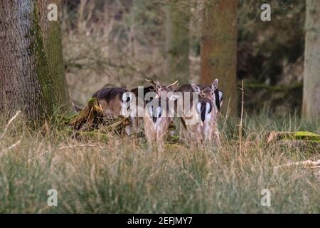 Dülmen, NRW, Allemagne. 17 février 2021. Les petites femelles de cerf de Virginie (Doe) nettoient leur fourrure sous le soleil de l'après-midi. Les températures plus douces et la fonte de la neige font ressortir le cerf rouge et le cerf de Virginie à la recherche de nourriture dans les bois de la réserve naturelle de Dülmen. Credit: Imagetraceur/Alamy Live News Banque D'Images