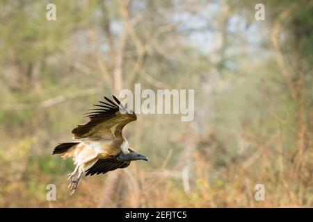 Vulture à bec mince (Gyps tenuirostris) en vol après s'être nourris sur la charrion. Inscrit comme étant en danger critique d'extinction sur la liste rouge de l'UICN. Népal. Banque D'Images