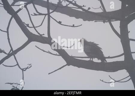 Vulture égyptienne (Neophron percnopterus) perchée sur la branche. Népal. Banque D'Images
