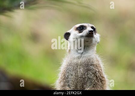 meerkat à la recherche de prédateurs sur une souche d'arbre dans un zoo, en allemagne Banque D'Images