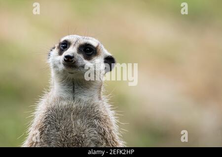 meerkat à la recherche de prédateurs sur une souche d'arbre dans un zoo, en allemagne Banque D'Images