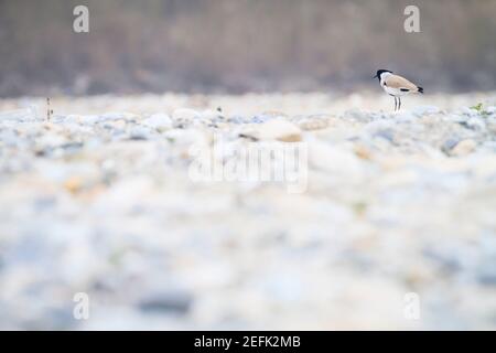 Rivière Lapwing (Vanellus duvaucelii) perchée sur un lit sec. Népal. Banque D'Images