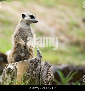 meerkat à la recherche de prédateurs sur une souche d'arbre dans un zoo, en allemagne Banque D'Images