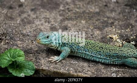 un nuagissement d'un lézard ocellé dans le zoo, en allemagne Banque D'Images