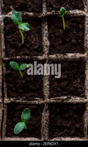Semis de concombre dans des pots de tourbe biodégradables vue de dessus Banque D'Images
