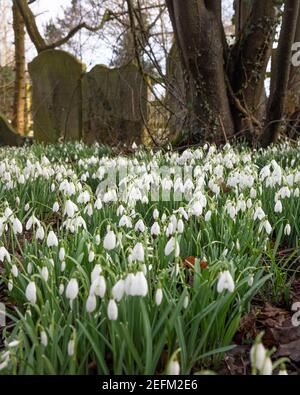 Hillmorton, Warwickshire, Royaume-Uni - 15 février 2021 : une souche de gouttes de neige (Galanthus nivalis) pousse sous les arbres dans un cimetière d'église anglaise. Banque D'Images