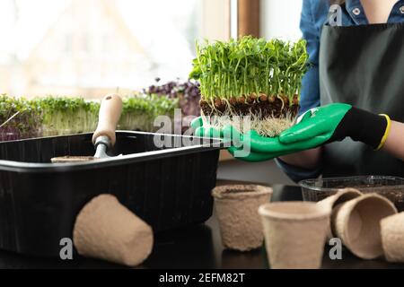 Femme tenant des micro-verts avec des racines et du sol dans ses mains près des outils de jardinage et des pousses différentes. Jardinage passe-temps à la maison concept. Banque D'Images
