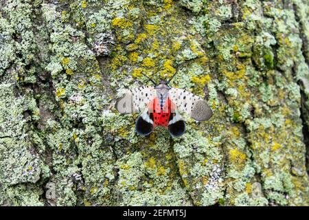 La lanterne tachetée (Lycorma delicatula), un ravageur envahissant, maintient ses ailes ouvertes, exposant ses sous-ailes rouge vif Banque D'Images