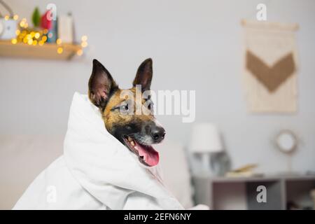 Chien renard terrier drôle dans une couverture, photo de chambre à l'intérieur, image de style de vie d'animaux de compagnie Banque D'Images