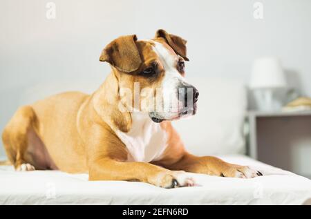 Le joli staffordshire terrier se trouve dans le lit, portrait en gros plan intérieur Banque D'Images