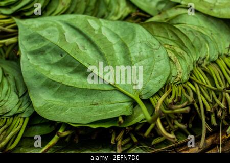 La feuille de bétel est principalement consommée en Asie et la feuille de bétel ou de Piper est une vigne de la famille des Piperaceae, qui comprend du poivre et du kava Banque D'Images