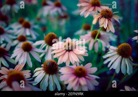 Fleurs blanches et roses au coucher du soleil Banque D'Images