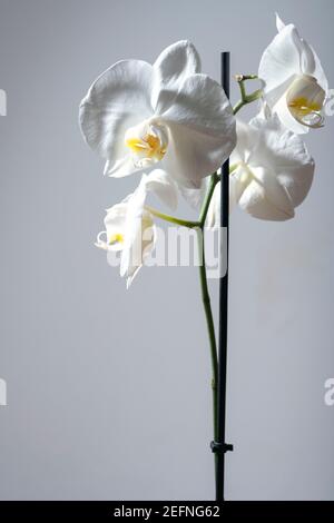 Gros plan vertical d'une belle fleur blanche d'orchidée de phalaenopsis isolé sur fond gris clair Banque D'Images