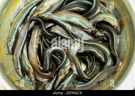 Tant de petits poissons-chats asiatiques dans un bol et vendre sur le marché Banque D'Images