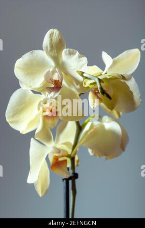 Gros plan sur une orchidée jaune tropical de phalaenopsis fleur Banque D'Images