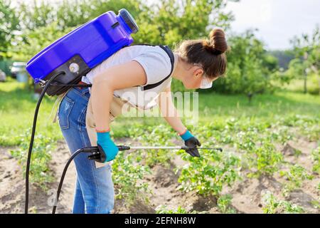 Agriculteur femme pulvérisant des plants de pommes de terre dans un jardin potager Banque D'Images