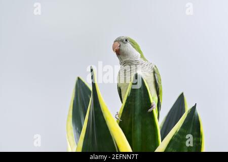 Perroquet vert quaker monk assis sur sansevieria maison Banque D'Images