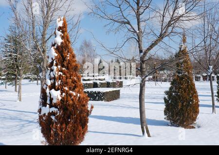 Buissons et pins sous la neige lors d'une journée d'hiver ensoleillée Banque D'Images