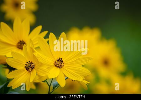 Belle fleur à l'œil noir de Susan (Rudbeckia hirta) au soleil d'été. Banque D'Images