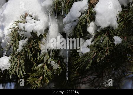 La neige sur le sapin fond au printemps, formant des glaçons. Banque D'Images