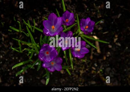 Crocus violet coloré poussant dans le sol sombre. Des fleurs vives et gaies fleurissent au soleil du printemps. Pétales violets et étamines orange-jaune. En hauteur Banque D'Images