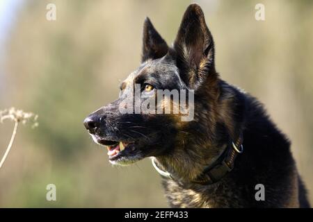 Chien allemand de Shepard en portrait de prairie Banque D'Images