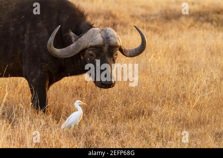 Le buffle du Cap (Syncerus caffer) donne un regard drôle sur l'oiseau aigrette de bétail blanc. Réserve nationale de Maasai Mara, Kenya, Afrique Banque D'Images
