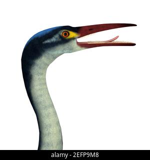 Hesperornis est un oiseau éteint ressemblant à un cormoran qui a vécu en Amérique du Nord et en Russie pendant la période du Crétacé. Banque D'Images