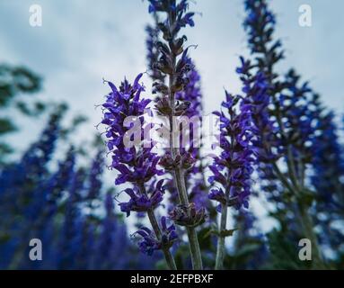 Lavande fleurs violettes sur de longues tiges dans des arbustes Banque D'Images