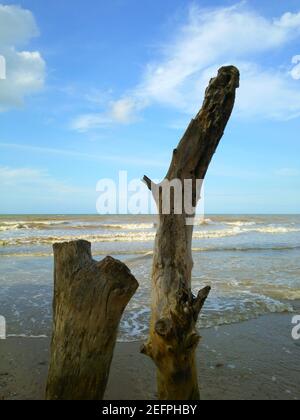 Plan vertical de bois flotté sur la plage avec un océan en arrière-plan Banque D'Images