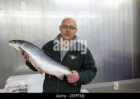 Fishmonger tenant un gros saumon de l'Atlantique dans son lieu de travail Hanseatic ville de Brême, Allemagne . Banque D'Images