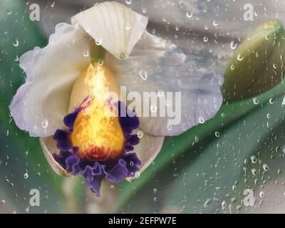 Fleur d'iris brûlante et gouttes de pluie. rendu 3d. Banque D'Images