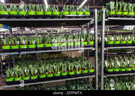 Marché des fleurs et des plantes à Brême, Allemagne Banque D'Images