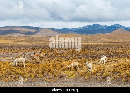 Llama (Lama glama), Alpaga (Vicugna pacos) et vigogne (vicugna vicugna) dans l'altiplano de la réserve nationale des Salinas y Aguada Blanca, Pérou. Banque D'Images