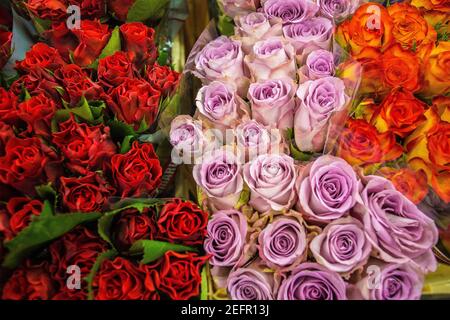 Roses aux stands de fleurs à Brême, Allemagne Banque D'Images