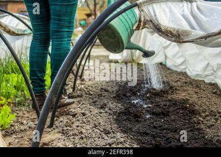 Vue de défocalisation de l'arrosage femelle de fermiers plantes de jardin et de sol, eau d'irrigation dans le jardin en plastique arrosant la canette ou l'entonnoir d'arrosage dans le Banque D'Images