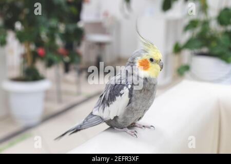 Grand cafatoo gris et jaune perroquet avec de hauts langes de plumes se trouve sur le côté des meubles et regardant dans l'appareil photo. Gros plan. Banque D'Images