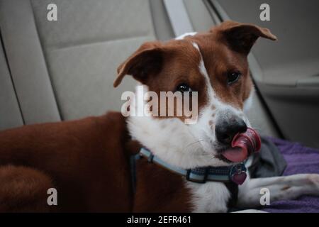 chien assis dans la voiture Banque D'Images