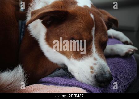 couchage chien Banque D'Images