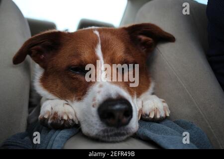 couchage chien Banque D'Images