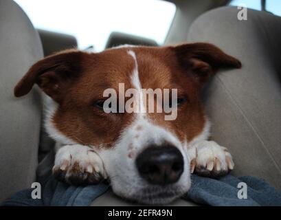 couchage chien Banque D'Images