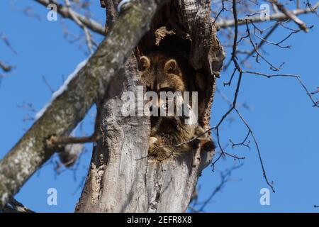 Deux ratons laveurs se précipitent pour la chaleur dans un creux d'arbre orienté vers le sud lors d'une journée d'hiver claire. Banque D'Images