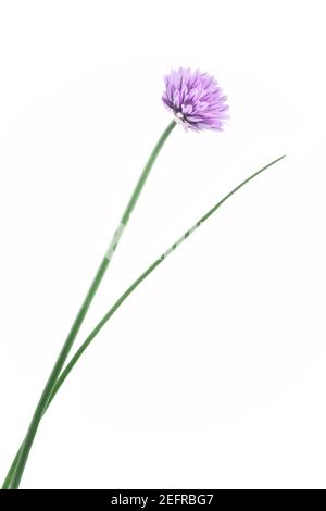 Ciboulette en fleur, Allium schoenoprasum, herbe culinaire, plante unique avec une fleur pourpre sur tige verte. Vue latérale isolée sur fond de studio blanc Banque D'Images