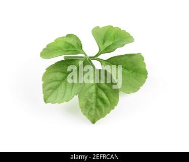 Grappe de feuilles de la plante de Jiaogulan. Gros plan de cinq feuilles vertes isolées sur fond blanc de studio. Gynostemma pentaphyllum, Jiao Gu LAN, Jiao-Gu-LAN. Banque D'Images