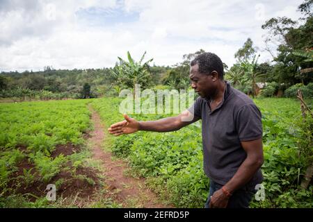 Agriculteur africain dans son champ de carottes Banque D'Images