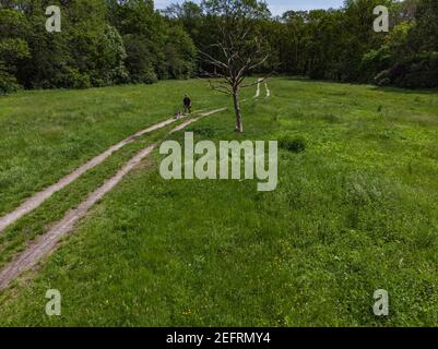 Homme marchant avec le chien sur le défrichement avec les arbres autour Banque D'Images