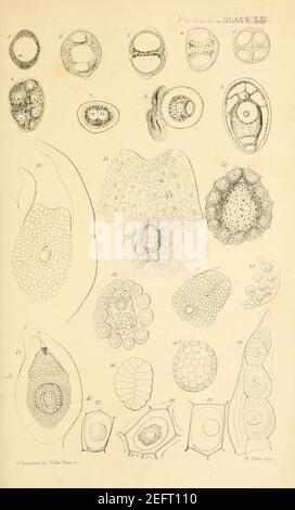 Sur la germination, le développement et la fructification de la Cryptogamie supérieure (plate LIX) (8450436967). Banque D'Images