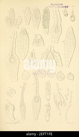 Sur la germination, le développement et la fructification de la Cryptogamie supérieure (plaque XIX) (8450415207). Banque D'Images