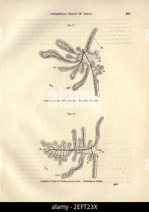 Sur le tractus intestinal des oiseaux (page 191) Banque D'Images